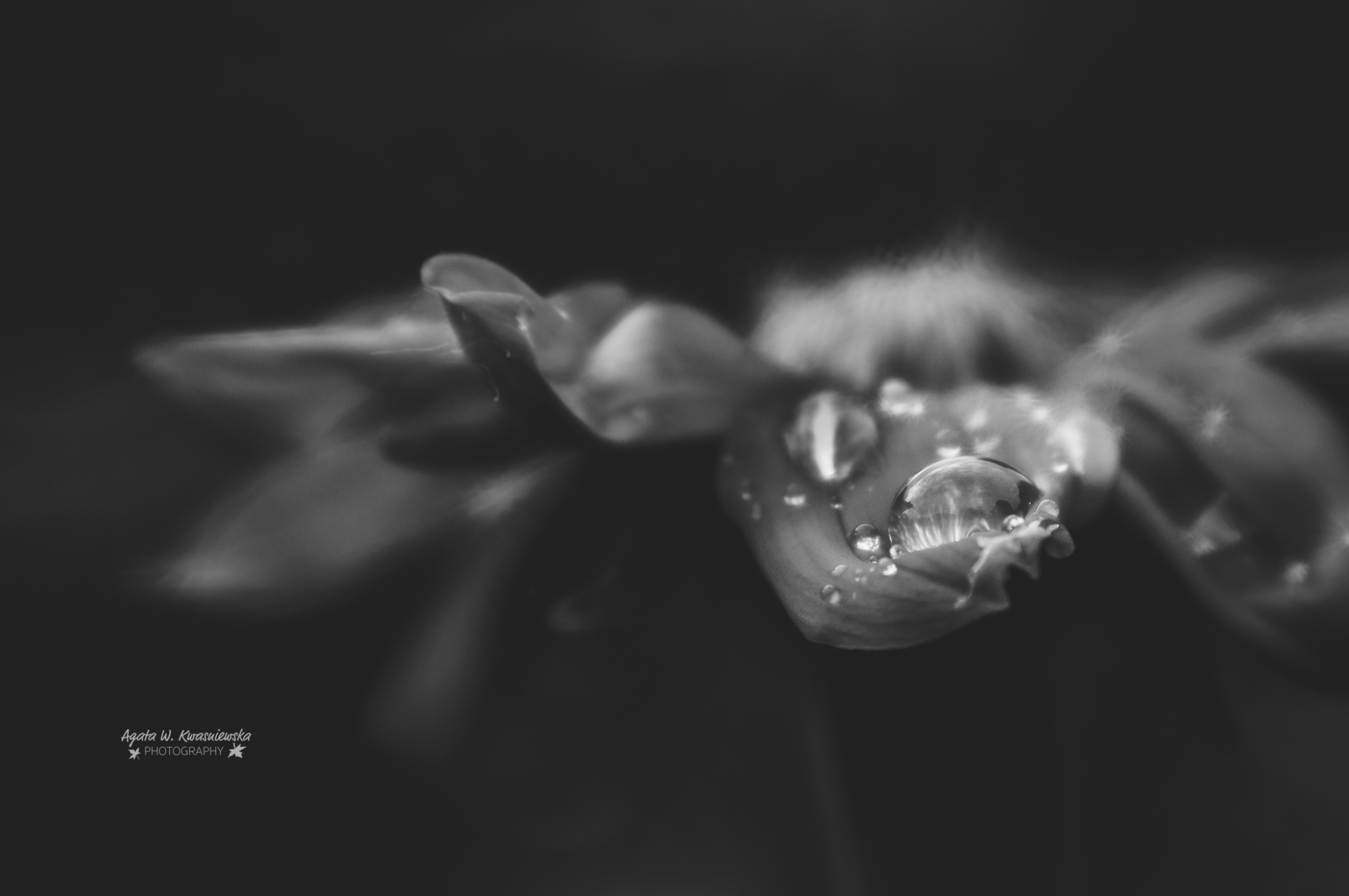 Dramatic flower -  by Agata W. Kwasniewska Photography