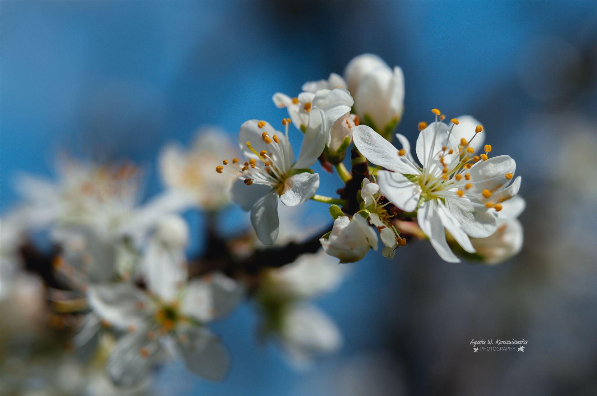 Blooming tree -  by Agata W. Kwasniewska Photography
