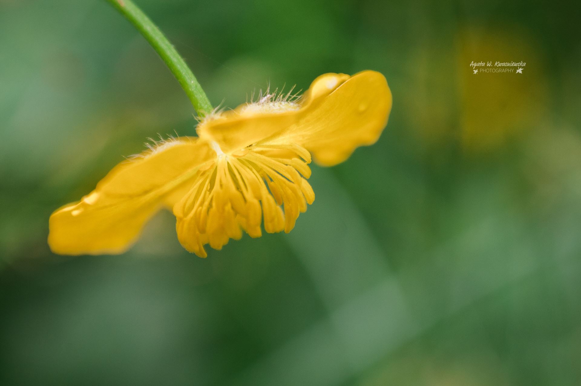 Marsh marigold -  by Agata W. Kwasniewska Photography