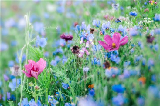 Summer flowers - 