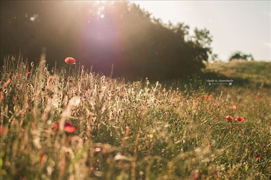 A meadow with poppies - 